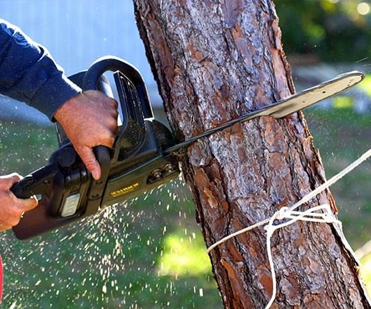 Спил деревьев в Боровичах и  Новгородской области